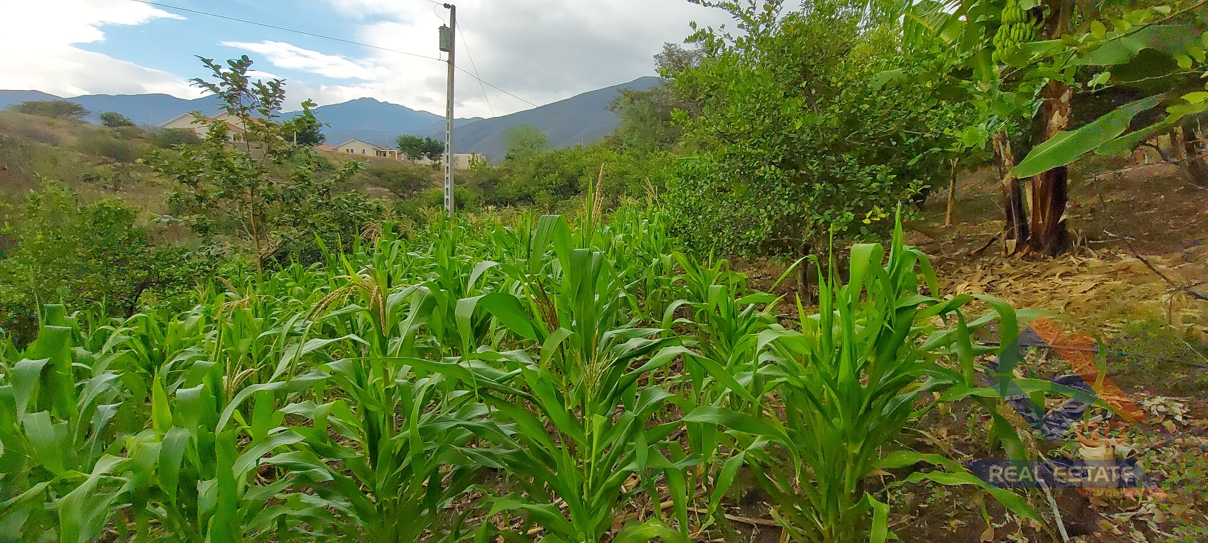 Venta de 3 Lotes de Terreno con Riego en el Valle de Catamayo, Provincia de Loja.